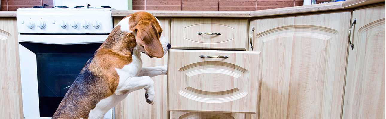 Dog searching through kitchen cabinets